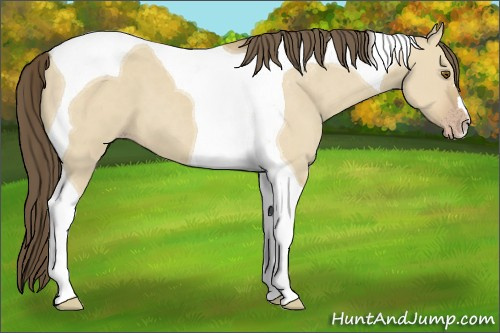 Horse Color:Classic Cream Champagne Dun Tobiano 