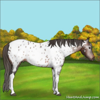 Horse Color:Gray Bay Tobiano Appaloosa 