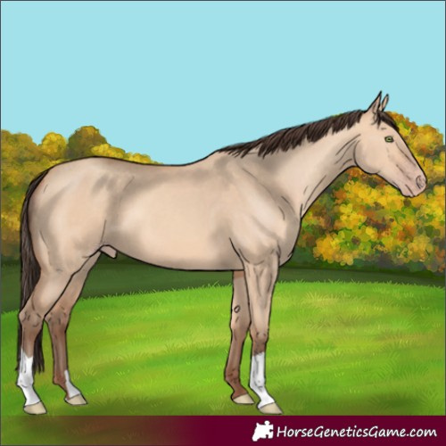 Horse Color:Amber Champagne Dun 
