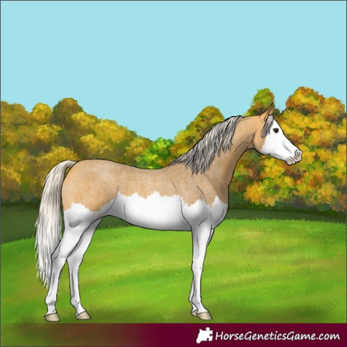 Horse Color:Silver Buckskin Roan Splash 