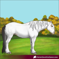 Horse Color:White Spotted Brown Dun 