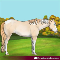 Horse Color:Buckskin Pearl Splash Tobiano
