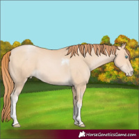 Horse Color:Buckskin Pearl Tobiano