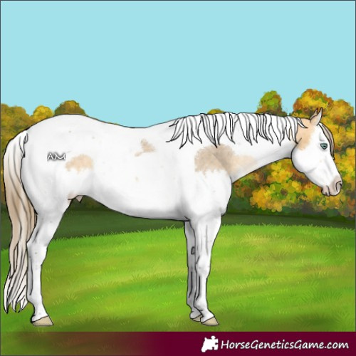 Horse Color:Buckskin Mushroom Splash Tobiano Varnish 