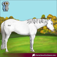 Horse Color:Buckskin Dun Mushroom Splash Tobiano Appaloosa 