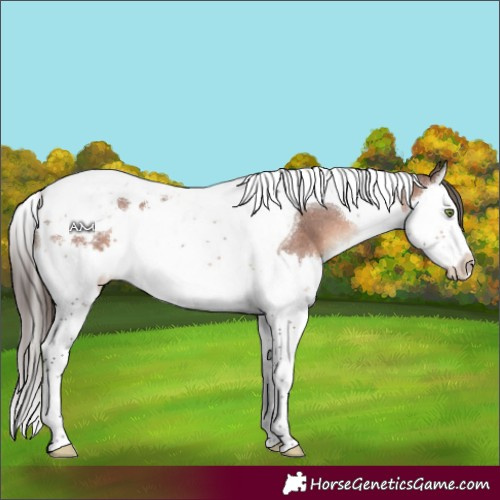 Horse Color:Brown Splash Tobiano Varnish 