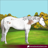Horse Color:Brown Splash Tobiano Appaloosa 