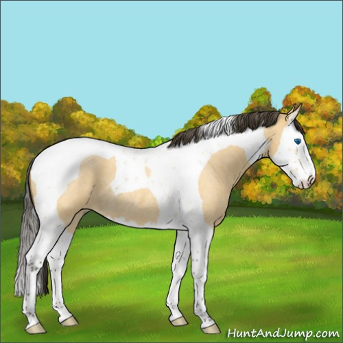 Horse Color:Buckskin Roan Dun Splash Tobiano 
