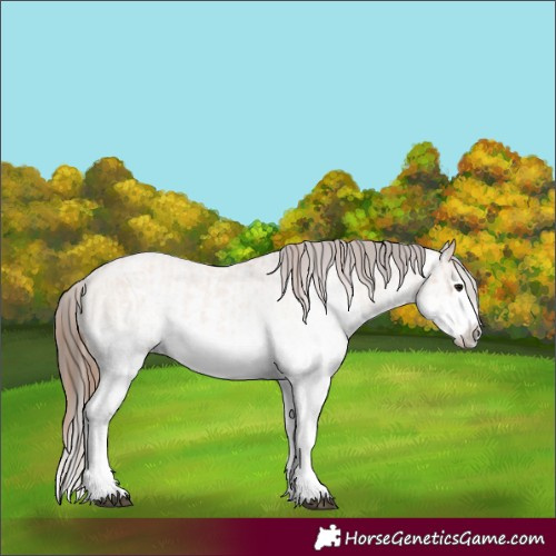 Horse Color:White Spotted Bay Roan Dun Splash Appaloosa  and Gray White Spotted Bay Roan Dun Splash Appaloosa 