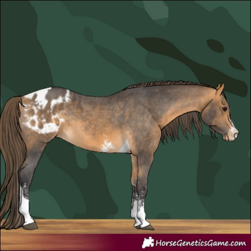 Horse Color:Buckskin Sabino Tobiano Appaloosa Rabicano 