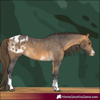 Horse Color:Buckskin Sabino Tobiano Appaloosa Rabicano 