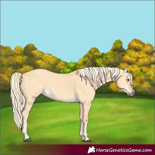 Horse Color:Palomino Dun 