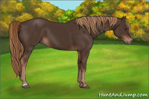 Horse Color:Liver Chestnut 