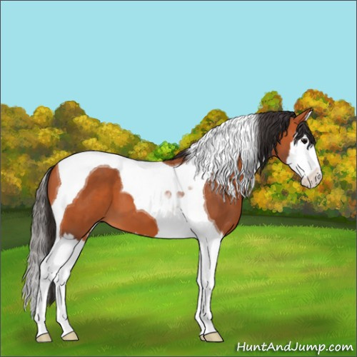 Horse Color:Bay Splash Tobiano