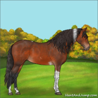 Horse Color:Bay Tobiano