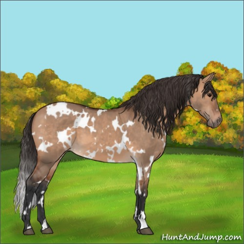 Horse Color:White Spotted Bay Dun