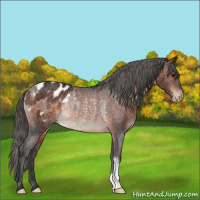 Horse Color:Brown Blanket Rabicano