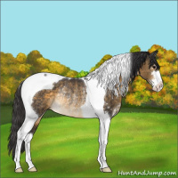 Horse Color:Buckskin Sabino Tobiano Rabicano