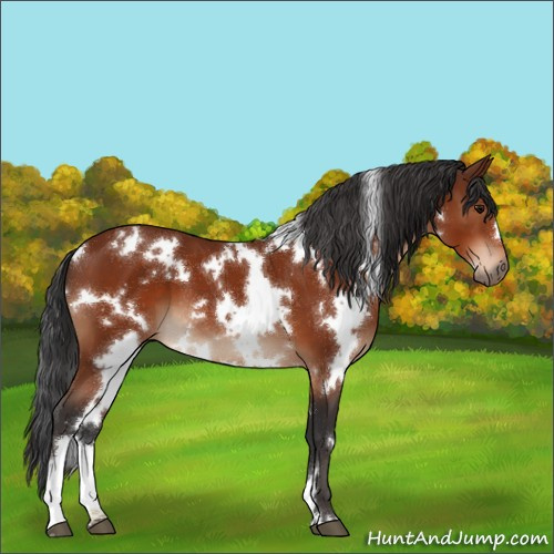 Horse Color:White Spotted Bay