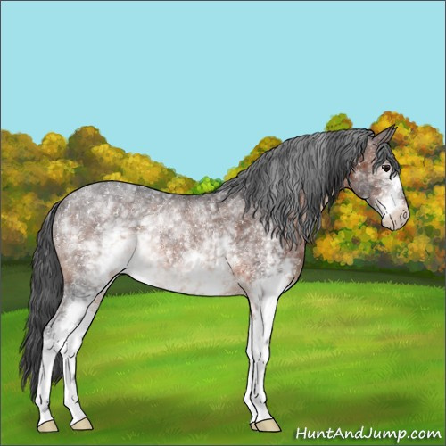 Horse Color:White Spotted Brown Rabicano