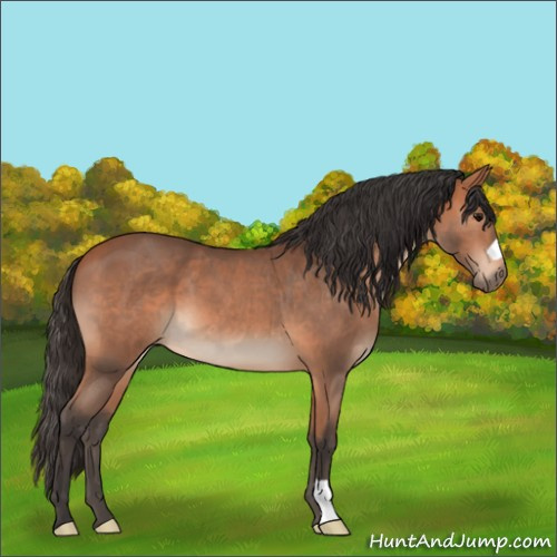 Horse Color:Bay Roan 
