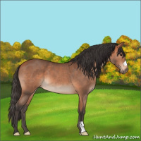 Horse Color:Bay Roan 