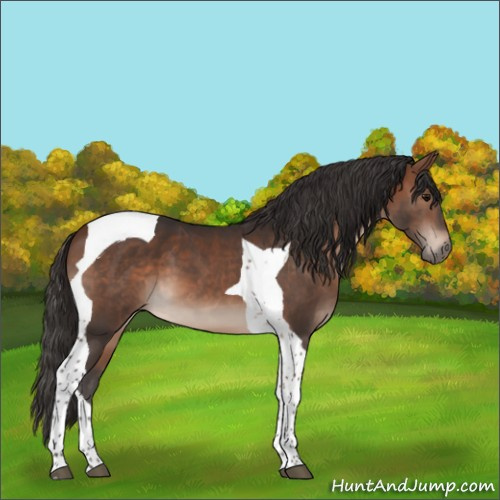 Horse Color:Bay Tobiano 