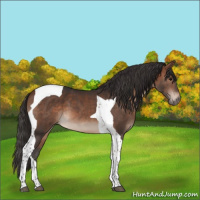Horse Color:Bay Tobiano