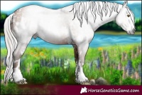 Horse Color:Gray White Spotted Silver Brown Pearl 