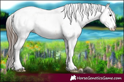 Horse Color:White Spotted Bay Appaloosa Rabicano