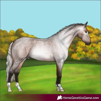 Horse Color:Gray Silver Bay Roan 
