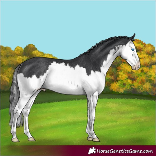 Horse Color:White Spotted Black Splash Rabicano 
