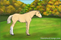 Horse Color:Palomino