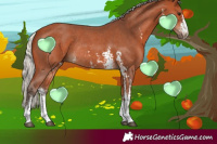 Horse Color:Silver Bay Sabino Rabicano 