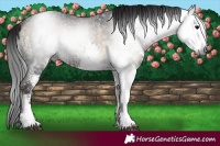 Horse Color:Gray White Spotted Brown Ice Onyx Rabicano 