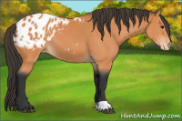 Horse Color:Bay Appaloosa