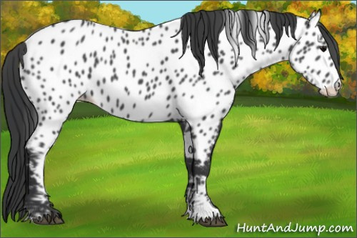 Horse Color:Black Appaloosa 