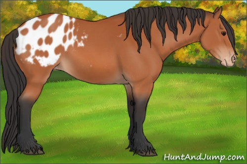 Horse Color:Brown Appaloosa 