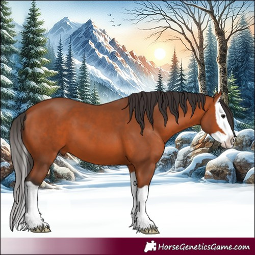 Horse Color:Bay Splash 