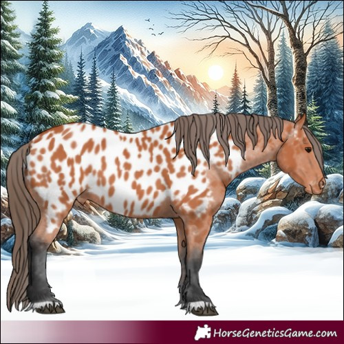 Horse Color:Bay Appaloosa