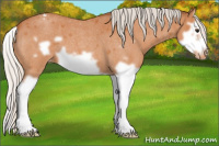 Horse Color:Silver Bay Roan Splash Frame Appaloosa 