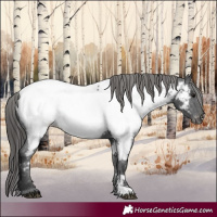 Horse Color:Black Appaloosa 