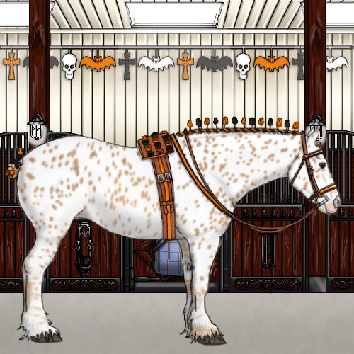 Horse Color:Chestnut Appaloosa 