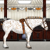 Horse Color:Chestnut Appaloosa 