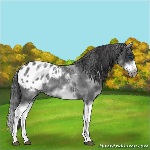 Horse Color:White Spotted Blue Roan Splash Frame Appaloosa 