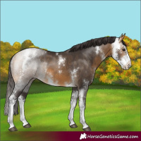 Horse Color:Buckskin Sabino