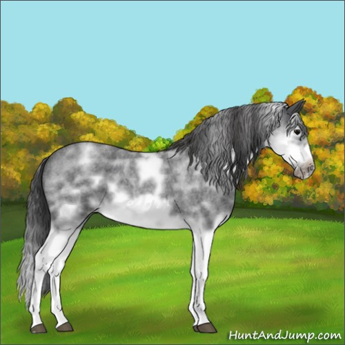 Horse Color:White Spotted Blue Roan Splash Frame Varnish 