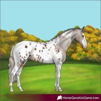 Horse Color:White Spotted Chocolate Palomino Tobiano Appaloosa 