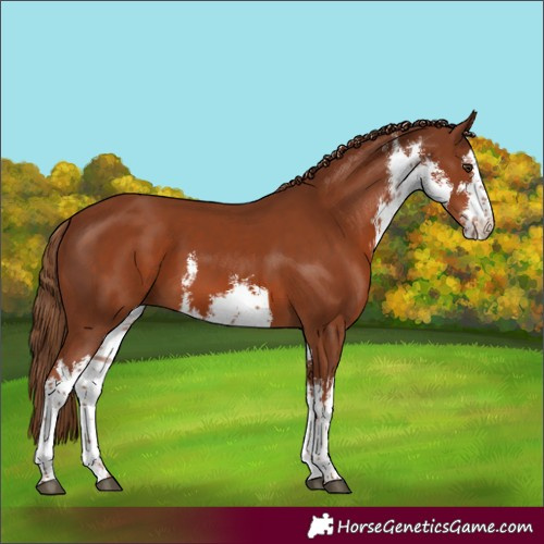Horse Color:White Spotted Chestnut 