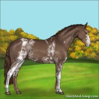 Horse Color:White Spotted Liver Chestnut 